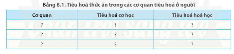 Quan sát Hình 8.4 và cho biết các cơ quan tham gia vào quá trình tiêu hóa cơ học