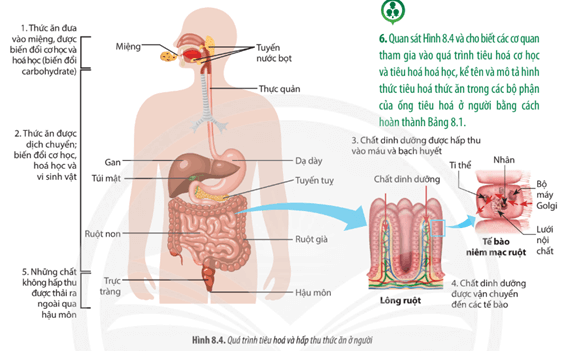 Quan sát Hình 8.4 và cho biết các cơ quan tham gia vào quá trình tiêu hóa cơ học