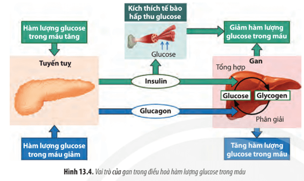 Quan sát Hình 13.4, hãy mô tả cơ chế điều hòa hàm lượng đường trong cơ thể