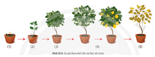 Quan sát hình 20.8, hãy mô tả quá trình phát triển của thực vật có hoa.