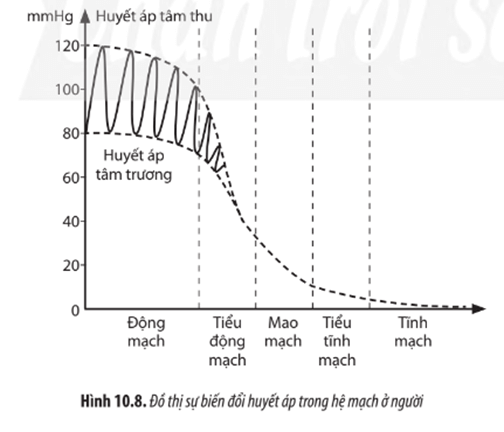 Dựa vào Hình 10.8, hãy mô tả sự biến động của huyết áp