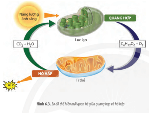 Quan sát Hình 6.3, hãy phân tích mối quan hệ giữa quang hợp và hô hấp