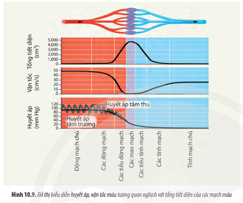 Quan sát Hình 10.9, hãy rút ra nhận xét về sự tương quan giữa huyết áp