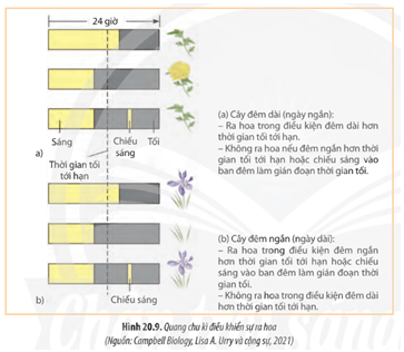 Quan sát Hình 20.9, hãy giải thích vì sao chỉ cần chiếu sáng vào ban đêm mà có thể ngăn chặn sự ra hoa