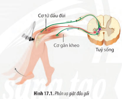 Trong kiểm tra sức khỏe bác sĩ có thể kích thích phản xạ đầu gối bằng cách dùng một cây búa