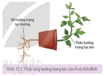 Dựa trên cơ chế hướng động giải thích về phản ứng hướng trọng lực dương của rễ cây trong hình 15.5