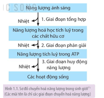 Dựa vào Hình 1.1, mô tả tóm tắt quá trình chuyển hóa năng lượng trong sinh giới 