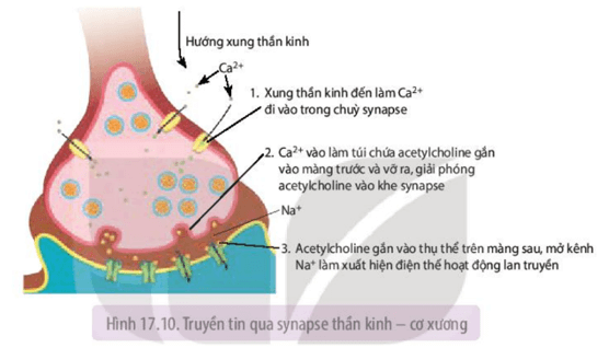 Quan sát Hình 17.9, 17.10 và trả lời các câu hỏi sau trang 105 Sinh học 11