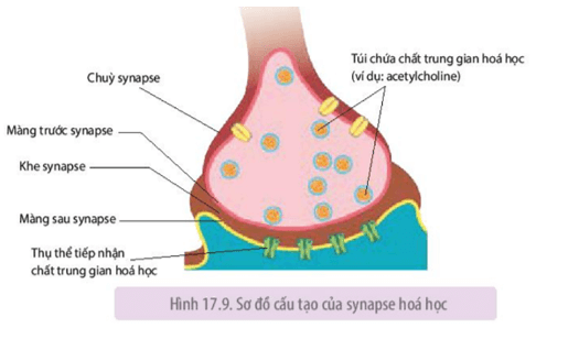 Quan sát Hình 17.9, 17.10 và trả lời các câu hỏi sau trang 105 Sinh học 11