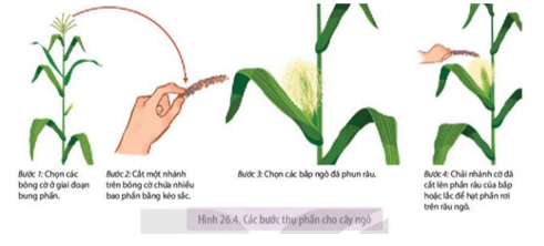 Em hãy đề xuất thêm một phương pháp thu hạt phấn ngô để hạn chế việc thất thoát hạt phấn