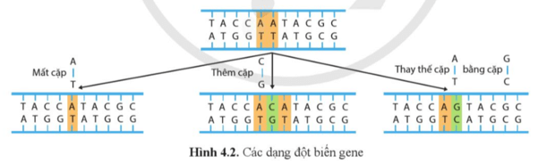 Quan sát hình 4.2, phân biệt các dạng đột biến gene