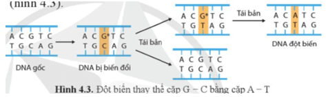 Quan sát hình 4.3 và mô tả cơ chế xảy ra đột biến