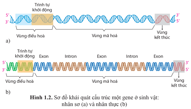 Quan sát hình 1.2, nêu các thành phần cấu trúc của gene có vai trò xác định vị trí