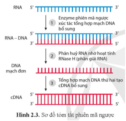 Quan sát hình 2.3 và mô tả quá trình phiên mã ngược