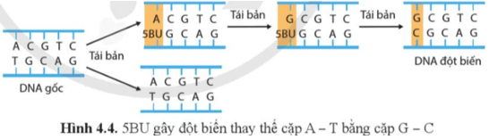 Quan sát hình 4.4, mô tả cơ chế phát sinh đột biến