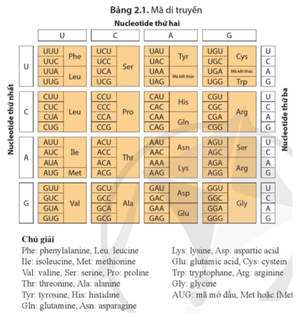 Dựa vào bảng 2.1, hãy nêu một số ví dụ minh hoạ cho tính đặc hiệu, tính thoái hoá