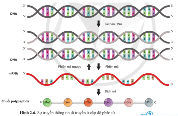 Dựa vào hình 2.6, hãy nêu các giai đoạn của quá trình truyền thông tin di truyền từ DNA