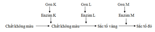 Trắc nghiệm Sinh học 12 Bài 7: Di truyền học Mendel và mở rộng học thuyết Mendel | Cánh diều