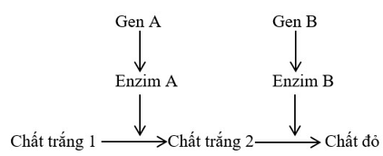 Trắc nghiệm Sinh học 12 Bài 7: Di truyền học Mendel và mở rộng học thuyết Mendel | Cánh diều