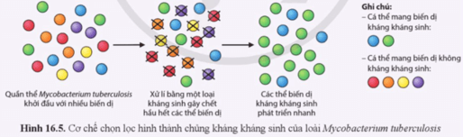 Quan sát hình 16.5, giải thích sự hình thành các chủng vi khuẩn kháng kháng sinh