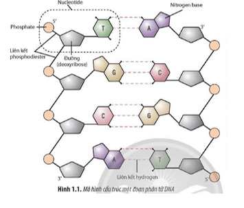 Quan sát Hình 1.1 hãy: Mô tả cấu trúc của nucleotide. Bốn loại nucleotide khác nhau ở thành phần nào 