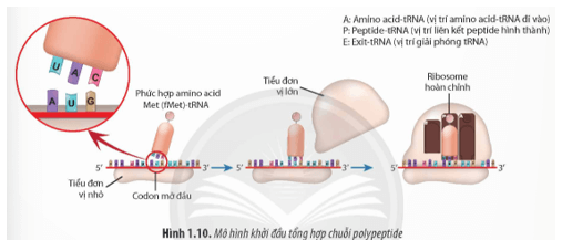 Quan sát Hình 1.10 và cho biết: Quá trình dịch mã có sự tham gia của những thành phần nào