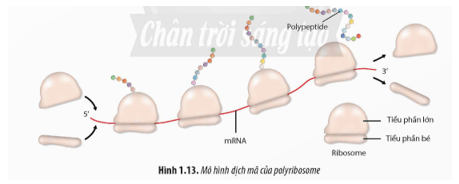 Quan sát Hình 1.13 hãy: Nêu nhận xét về cấu trúc của các chuỗi polypeptide