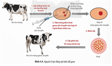 Quan sát Hình 4.9 hãy cho biết nguyên lí của tạo động vật biến đổi gene