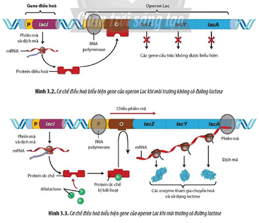 Quan sát Hình 3.2 và 3.3 hãy: Mô tả cơ chế điều hoà hoạt động của operon Lac