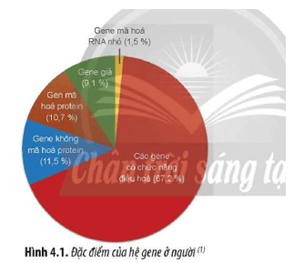 Đọc đoạn thông tin và quan sát Hình 4.1 hãy cho biết Kết quả của dự án Hệ gene người là gì