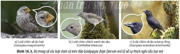 Sử dụng quan niệm của Darwin, hãy giải thích kết quả của chọn lọc tự nhiên và chọn lọc nhân tạo