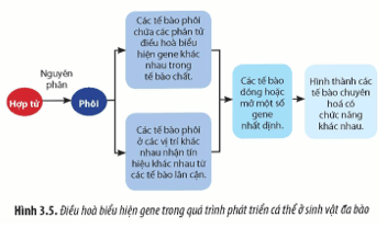 Quan sát Hình 3.5 hãy cho biết sự điều hoà biểu hiện gene có ý nghĩa như thế nào