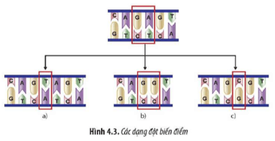 Quan sát Hình 4.3 hãy: Xác định các dạng đột biến điểm