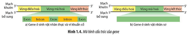 Căn cứ vào mạch khuôn xác định vị trí các vùng cấu trúc trên gene trong Hình 1.4