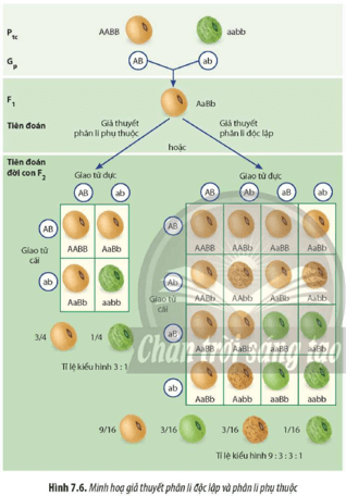 Quan sát Hình 7.6 kết hợp thông tin về kết quả thí nghiệm lai hai tính trạng của Mendel