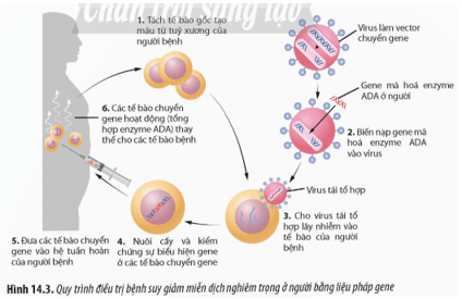 Quan sát Hình 14.3, hãy cho biết dựa trên cơ sở nào mà liệu pháp gene có thể được sử dụng để điều trị các bệnh