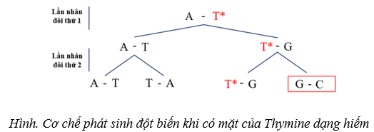 Quan sát Hình 4.4 dự đoán dạng đột biến gene khi có mặt nucleotide dạng hiếm