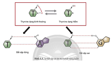 Quan sát Hình 4.4 dự đoán dạng đột biến gene khi có mặt nucleotide dạng hiếm