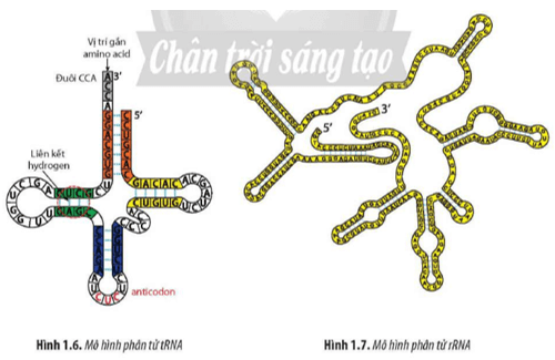 Quan sát Hình 1.5 1.6 và 1.7 đọc đoạn thông tin lập bảng phân biệt ba loại RNA theo hai tiêu chí