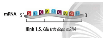 Quan sát Hình 1.5 1.6 và 1.7 đọc đoạn thông tin lập bảng phân biệt ba loại RNA theo hai tiêu chí