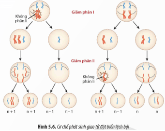 Quan sát Hình 5.6, hãy Mô tả cơ chế phát sinh đột biến lệch bội trong giảm phân