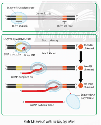 Quan sát Hình 1.8 hãy: Mô tả quá trình phiên mã trang 9 Sinh học 12