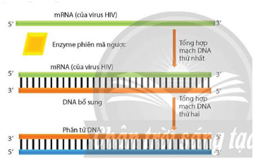 Quan sát Hình 1.9 hãy mô tả quá trình phiên mã ngược