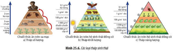 Quan sát Hình 25.6, đọc đoạn thông tin và cho biết việc xây dựng tháp sinh thái có ý nghĩa gì