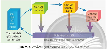 Quan sát Hình 25.7, đọc đoạn thông tin và cho biết chu trình trình sinh - địa - hoá được chia thành những giai đoạn nào