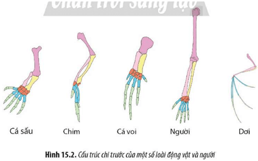 Quan sát Hình 15.2, hãy cho biết những biến đổi ở phần xương chi trước giúp mỗi loài thích nghi như thế nào