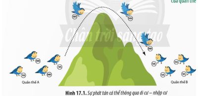 Hình 17.1 mô tả hai quần thể A và B thuộc cùng một loài