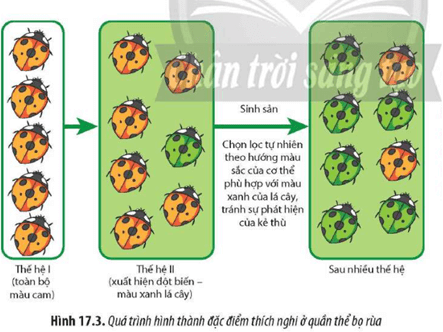 Quan sát Hình 17.3, hãy giải thích quá trình hình thành đặc điểm thích nghi màu xanh lá cây