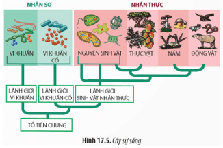 Cây sự sống mà em đã được học ở Bài 17 mô tả lịch sử tiến hoá của giai đoạn nào