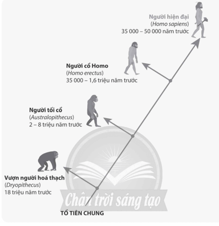 Quan sát Hình 19.2 và vẽ sơ đồ sự tiến hoá của loài người hiện đại từ loài vượn hình người Dryopithecus